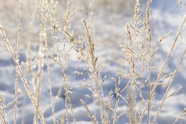 Bevroren Takken Sneeuw Met Een Abstracte Achtergrond — Stockfoto