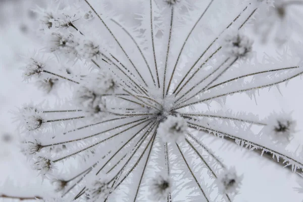 雪中冰冻的分枝 背景抽象 — 图库照片