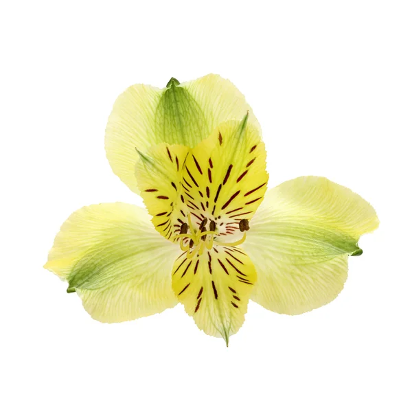 Bunga Alstroemeria — Stok Foto