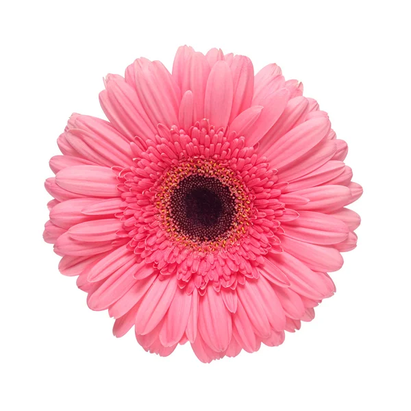 gerbera çiçek