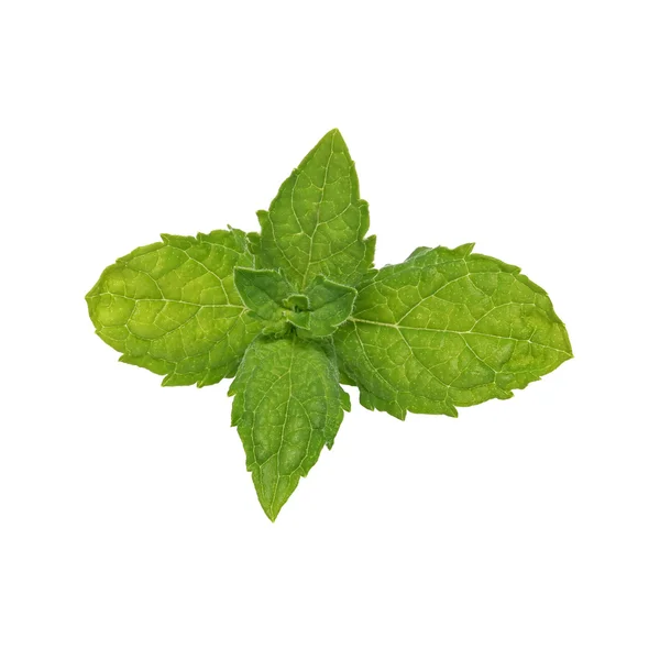 Daun mint — Stok Foto