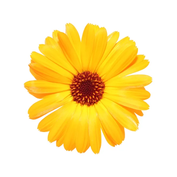 Calendula çiçek