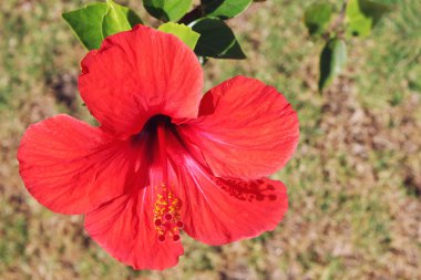 hibiscus çiçeği kırmızı bitki