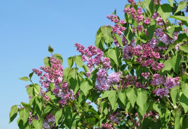 Lila beyaz mavi gökyüzü