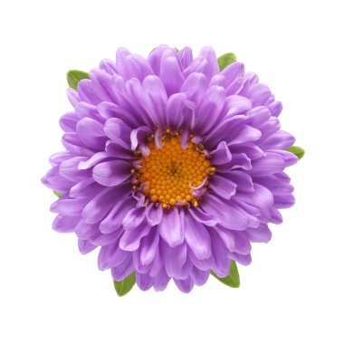 izole mor aster çiçek