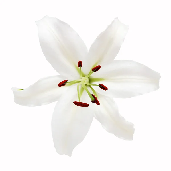 White Lily Flower Isolated — Stock Photo, Image