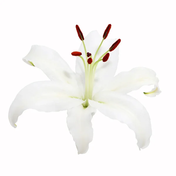 Bunga Lily Putih Terisolasi — Stok Foto