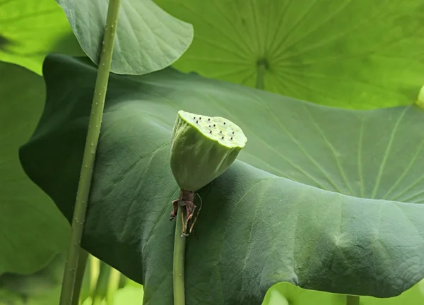 Tunas Hijau Teratai Daun — Stok Foto