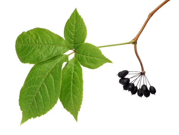 bitki berry izole Eleutherococcus 