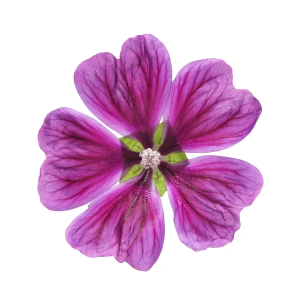 Mályva Virág Pink Elszigetelt — Stock Fotó