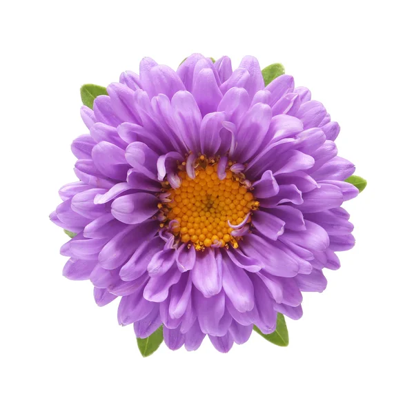 izole mor aster çiçek