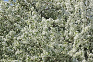 Bahar çiçekli ağaçların arka planı