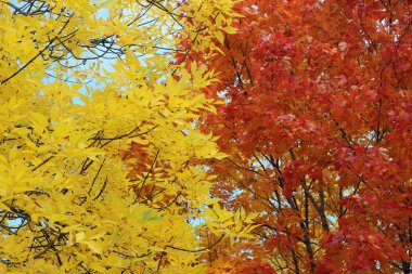 orman sonbahar yaprakları