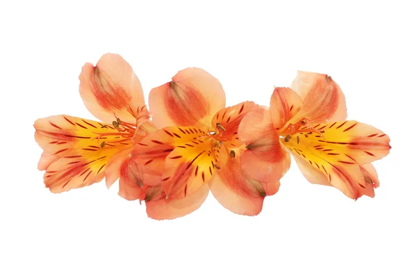 Bunga Alstroemeria Oranye Terisolasi — Stok Foto