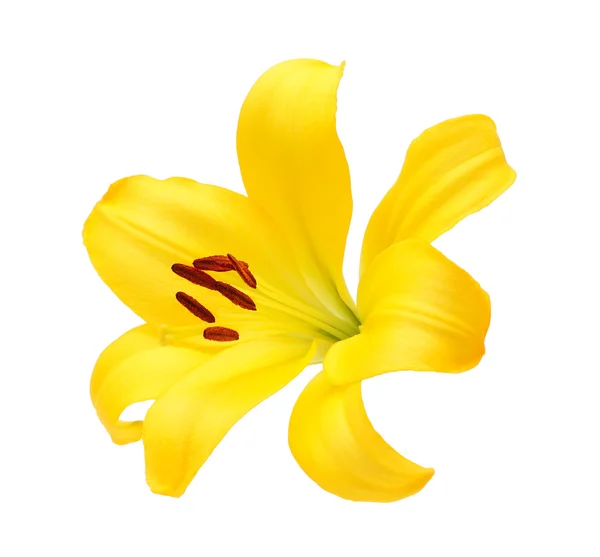 分離された黄色いユリの花 — ストック写真