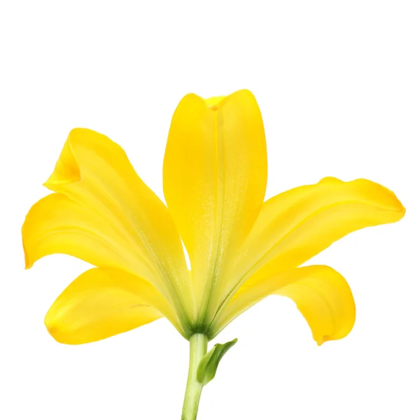 黄色百合花隔离 — 图库照片