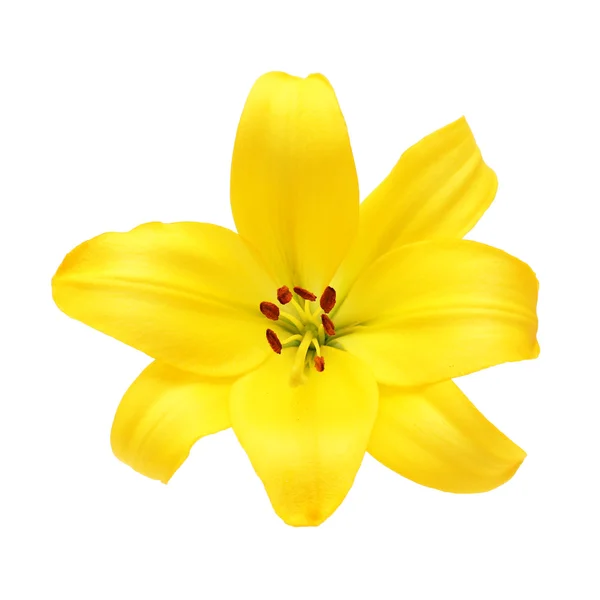 Bunga Lily Kuning Terisolasi — Stok Foto