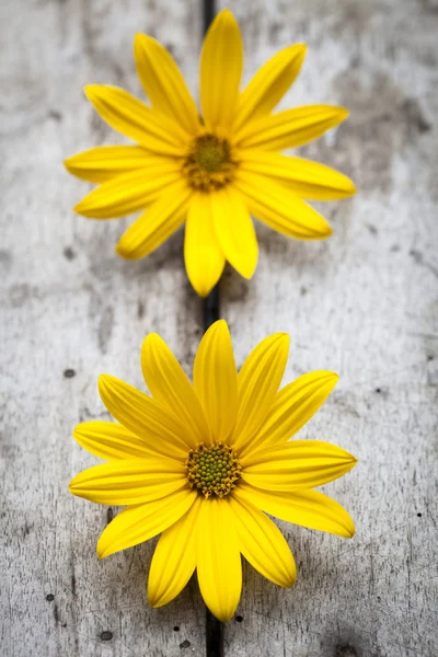 Flores amarelas da margarida — Fotografia de Stock