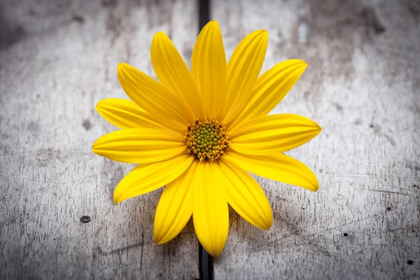 Fiore giallo — Foto Stock