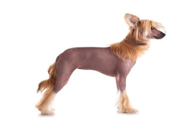 Çince Tepeli Köpek