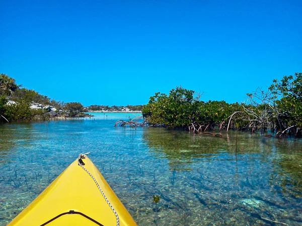 Kayaks and Mangroves — Stock Photo, Image