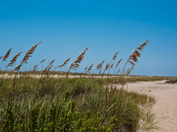 Sea Oats — Stock Photo, Image