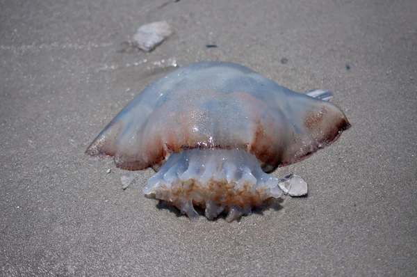 Beached Jellyfish — Stock Photo, Image