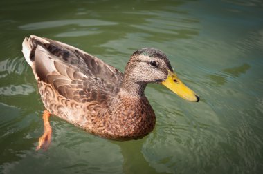 Wild duck on pond water