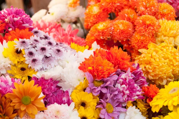 Colorful variety flowers — Stock Photo, Image