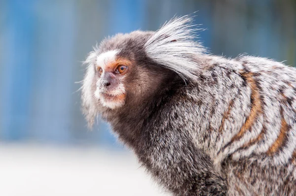 白耳狨猴 — 图库照片