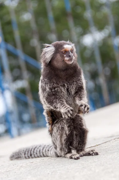 Marmoset de Orelha Branca — Fotografia de Stock