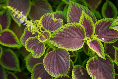 Tropikal Bitkilerin Yeşil ve Mor Yaprak Arkaplanı