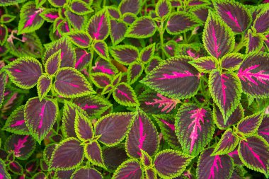 Tropikal Bitkilerin Yeşil ve Mor Yaprak Arkaplanı