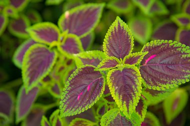 Tropikal Bitkilerin Yeşil ve Mor Yaprak Arkaplanı