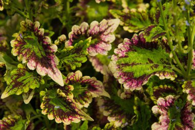 Tropikal Bitkilerin Yeşil ve Mor Yaprak Arkaplanı