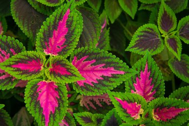 Tropikal Bitkilerin Yeşil ve Mor Yaprak Arkaplanı