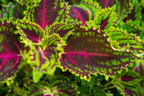Groene Paarse Bladeren Achtergrond Textuur Van Tropische Planten — Stockfoto