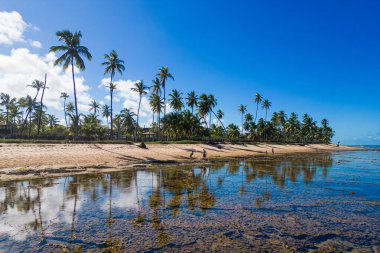 Brezilya 'nın Bahia eyaletindeki Salvador şehrinin yakınlarındaki Praia do Forte Beach' in Rocky Sea Bottom 'u