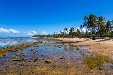 Brezilya 'nın Bahia eyaletindeki Salvador şehrinin yakınlarındaki Praia do Forte Beach' in Rocky Sea Bottom 'u