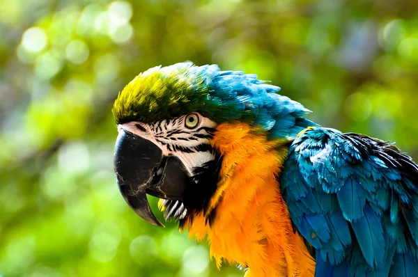 Макао-попугай смотрит в камеру — стоковое фото