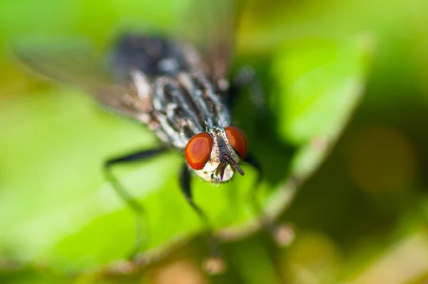 Common Housefly on the Leaf — Stock Photo, Image