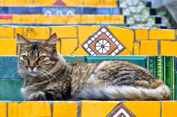 Lazy cat on the colorful tiled Stairs — Stock Photo, Image