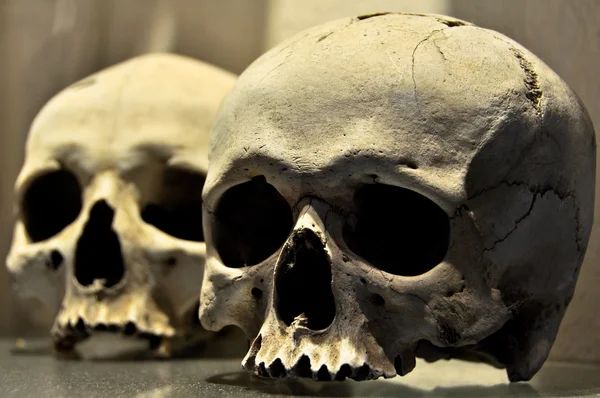 Zwei echte menschliche Schädel — Stockfoto