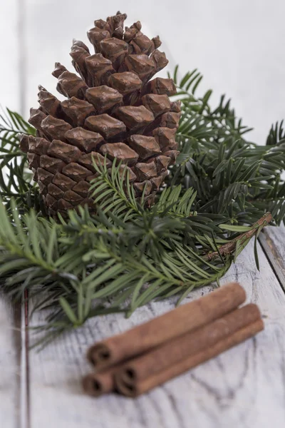 Fir Cone e ramo da agulha — Fotografia de Stock