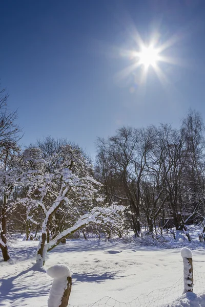 Bomen en de zon in de sneeuw — Stockfoto