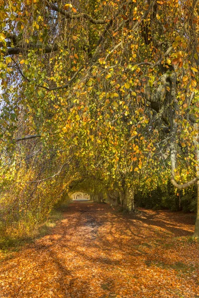 Autumn Alley — Stock Photo, Image