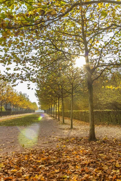 Sun shining through maple alley — Stock Photo, Image