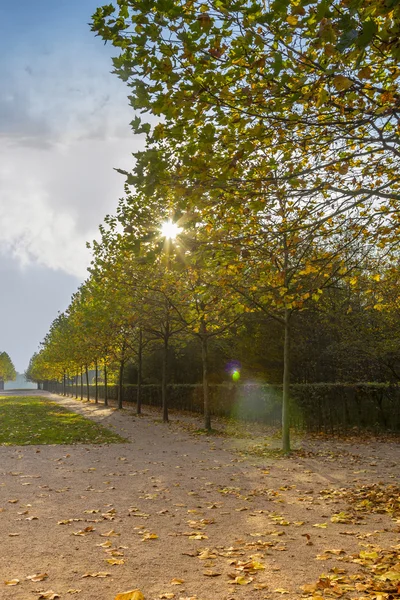 Sun shining through maple alley — Stock Photo, Image