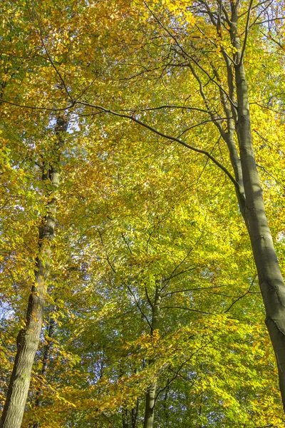 Trees on a sunny autumn day — Stock Photo, Image