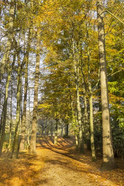 Floresta durante o Outono — Fotografia de Stock